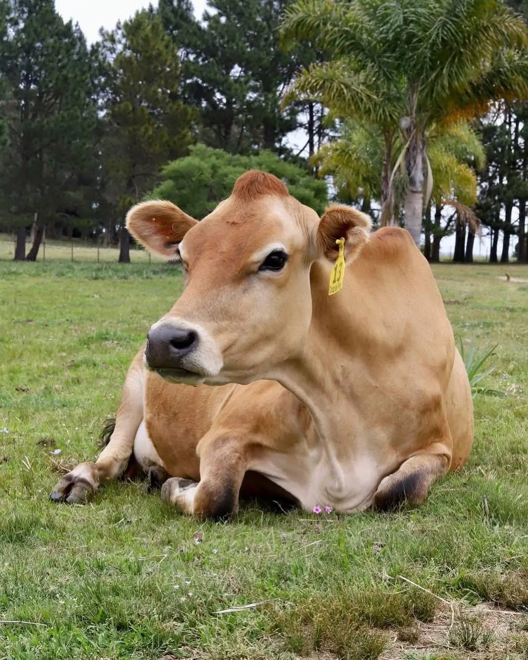 Mochita, vaca querida de la chacra